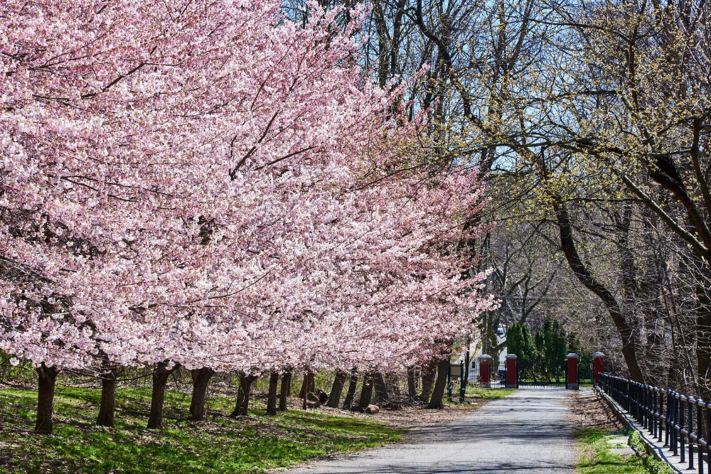 Blooming Cheery Trees